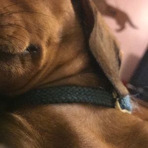 Meet your Posher, Ashton